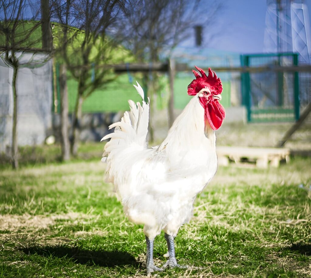 Bresse Chickens