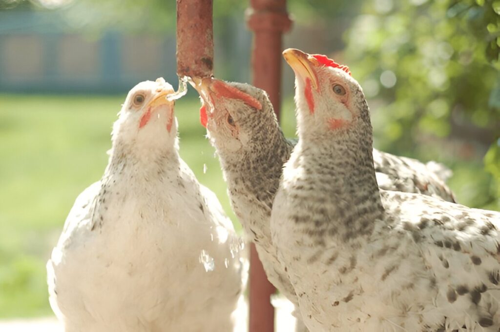 DIY Chicken Waterer