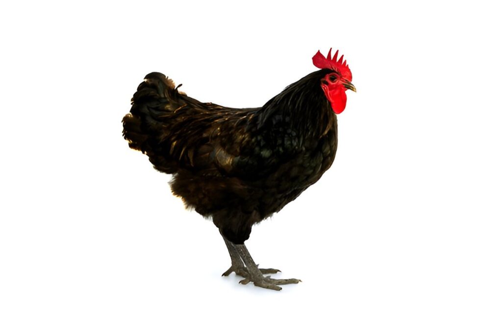 Australorp