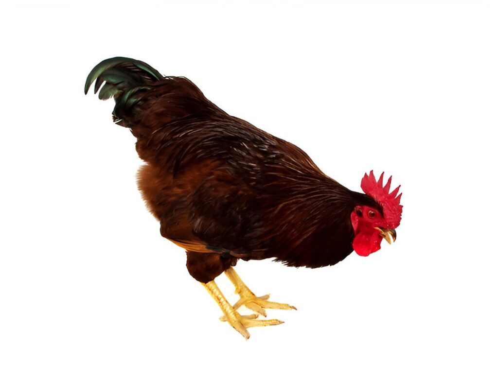 Rhode Island Red