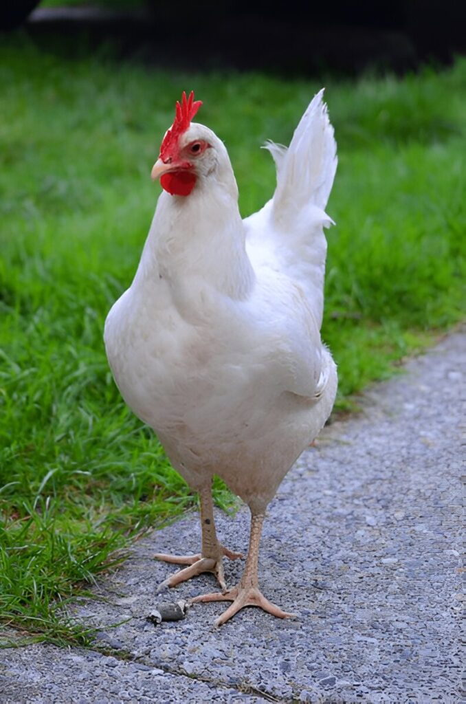 leghorn