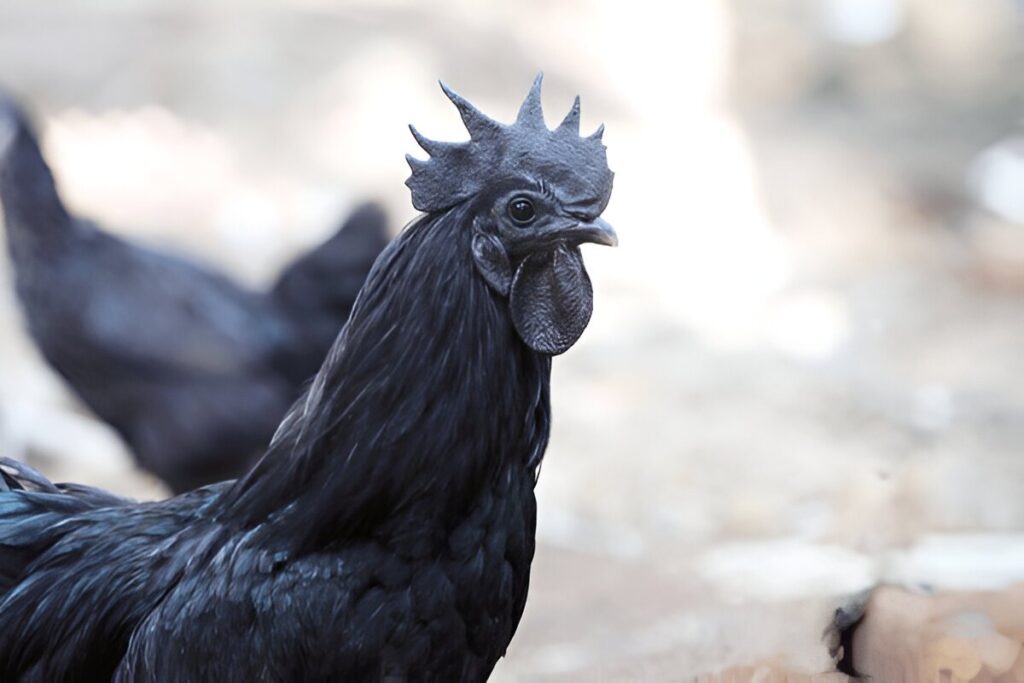 Kadaknath Chicken