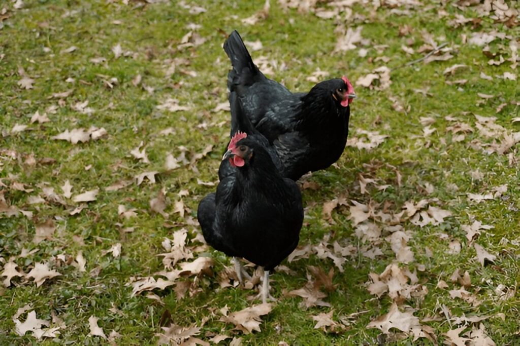 Australorps