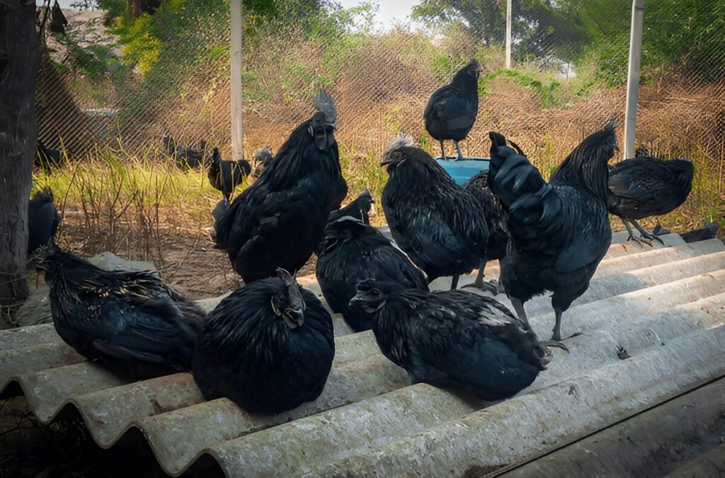 Kadaknath Chicken