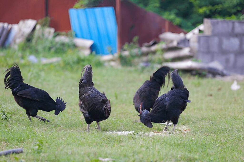 Kadaknath Chicken