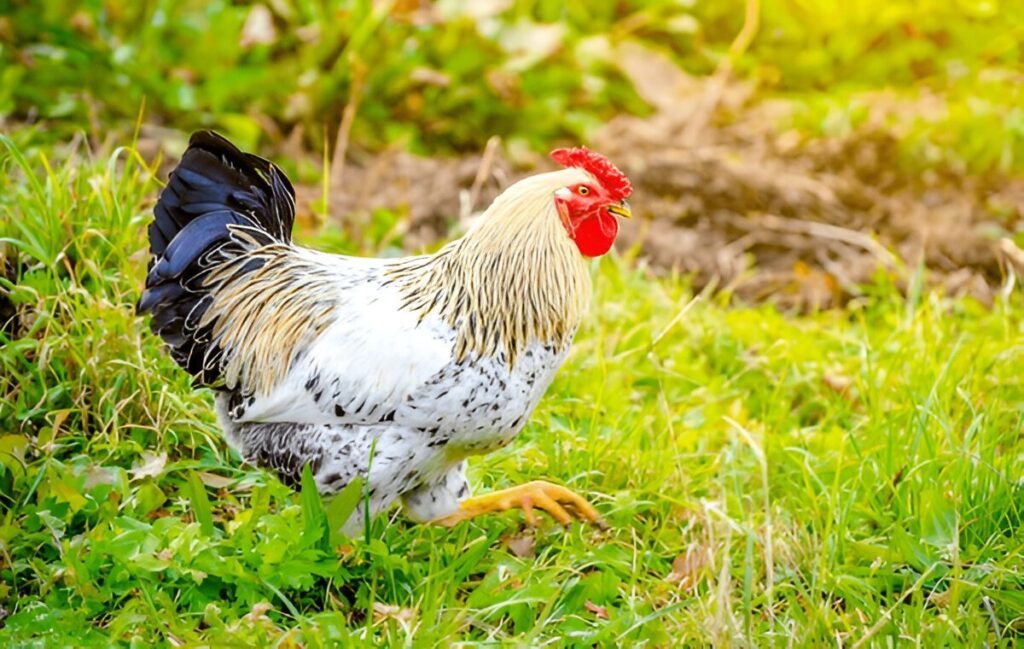 Delaware Chicken
