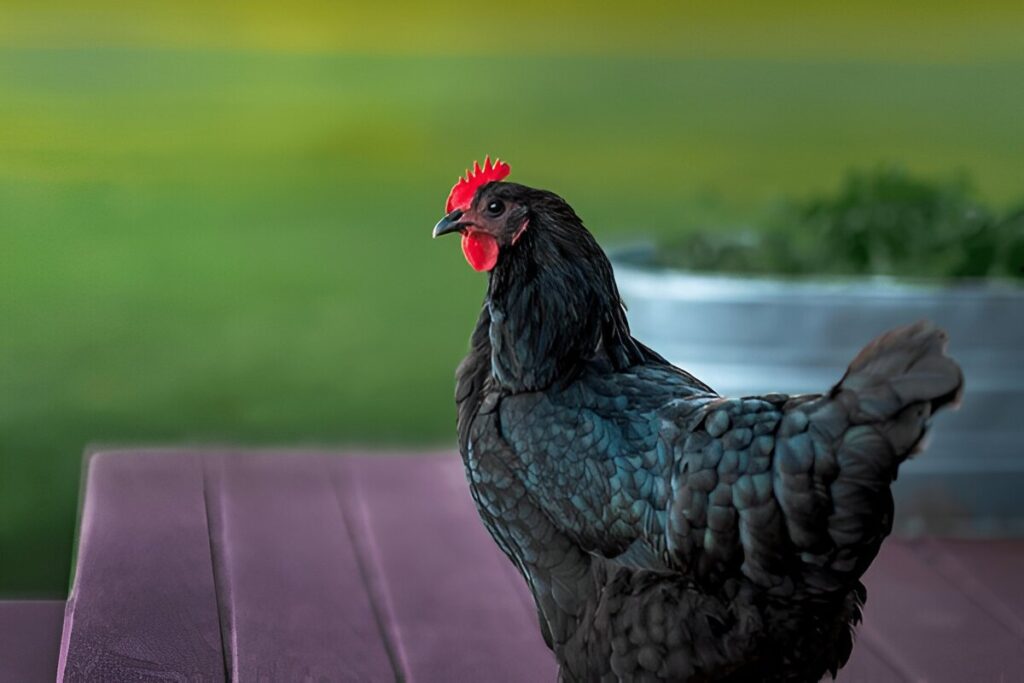 Australorp