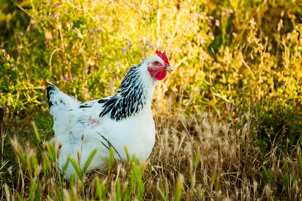 Delaware Chicken