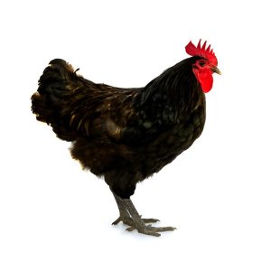 Australorp