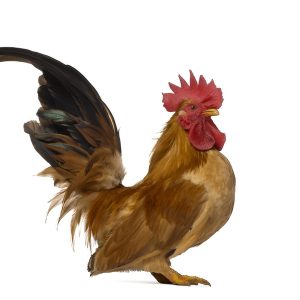 Japanese Bantam