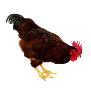 Rhode Island Red