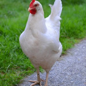 leghorn