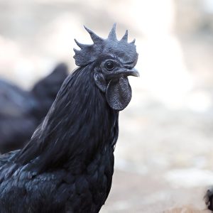 Kadaknath Chicken