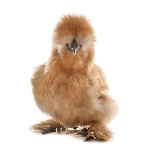 Silkie